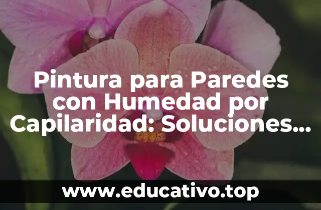 Pintura para Paredes con Humedad por Capilaridad: Soluciones y consejos