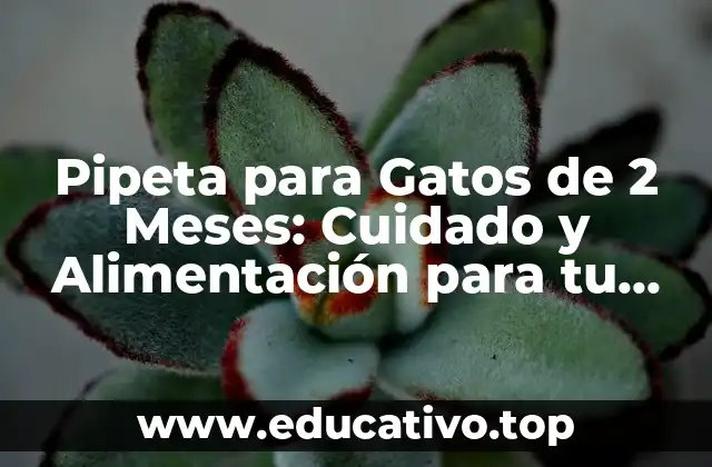 Pipeta para Gatos de 2 Meses: Cuidado y Alimentación para tu Kitten