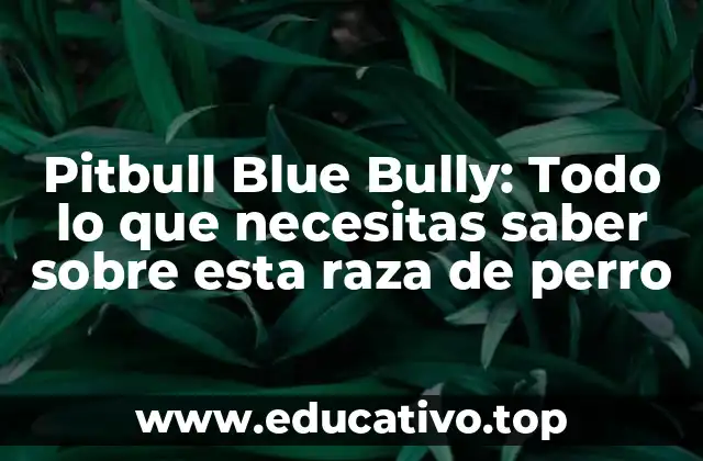 Pitbull Blue Bully: Todo lo que necesitas saber sobre esta raza de perro