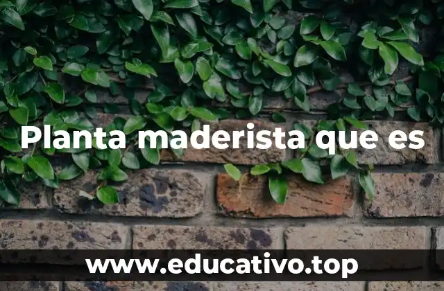 Planta maderista que es