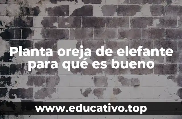 Planta oreja de elefante para qué es bueno