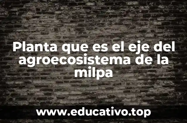 Planta que es el eje del agroecosistema de la milpa