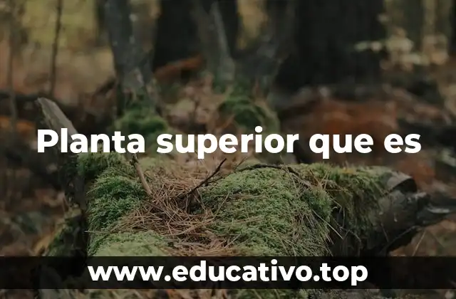 Planta superior que es