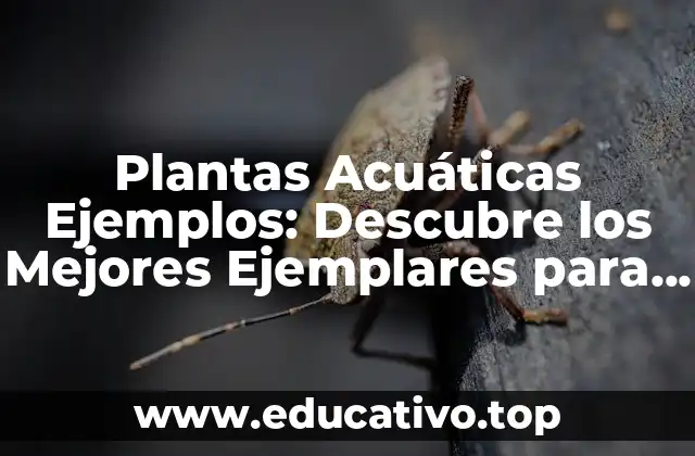 Plantas Acuáticas Ejemplos: Descubre los Mejores Ejemplares para tu Hogar