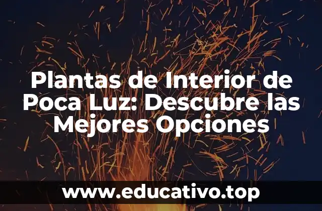 Plantas de Interior de Poca Luz: Descubre las Mejores Opciones