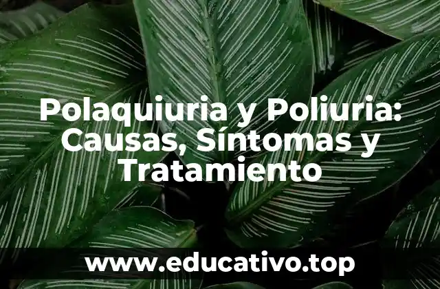 Polaquiuria y Poliuria: Causas, Síntomas y Tratamiento