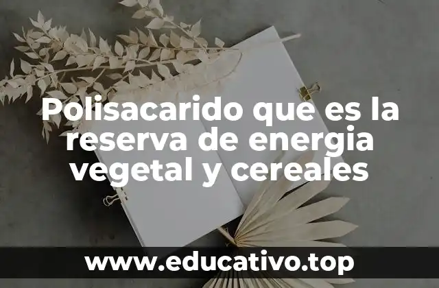 Polisacarido que es la reserva de energia vegetal y cereales