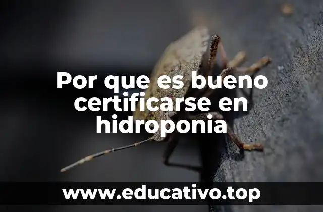 Por que es bueno certificarse en hidroponia