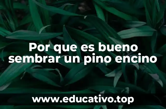 Por que es bueno sembrar un pino encino