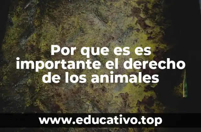 Por que es es importante el derecho de los animales