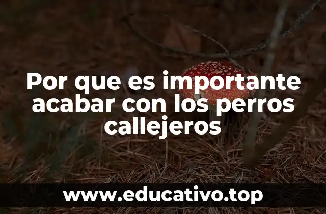 Por que es importante acabar con los perros callejeros