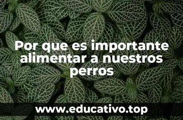 Por que es importante alimentar a nuestros perros