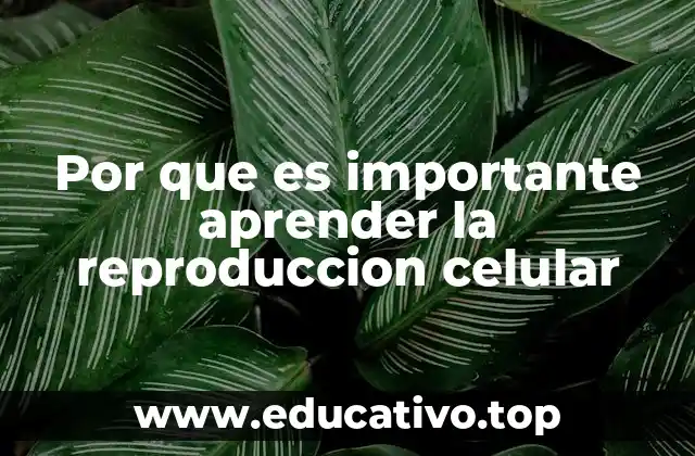Por que es importante aprender la reproduccion celular