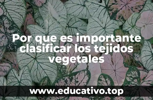 Por que es importante clasificar los tejidos vegetales