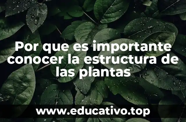Por que es importante conocer la estructura de las plantas
