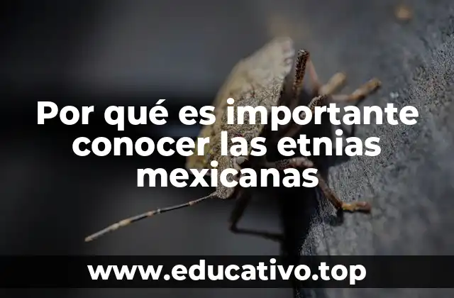 Por qué es importante conocer las etnias mexicanas