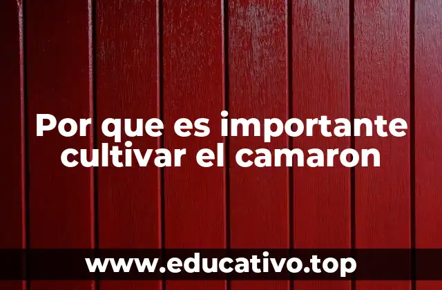 Por que es importante cultivar el camaron