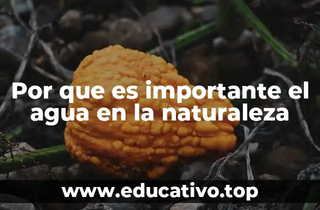 Por que es importante el agua en la naturaleza
