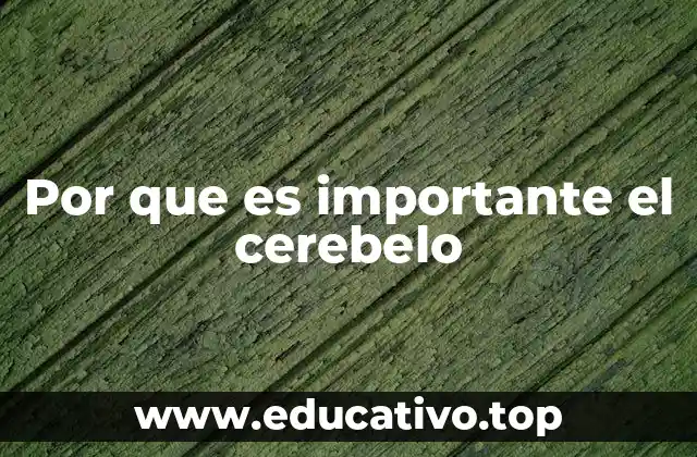Por que es importante el cerebelo