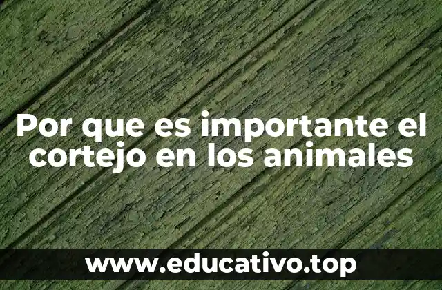 Por que es importante el cortejo en los animales