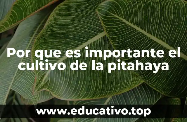 Por que es importante el cultivo de la pitahaya