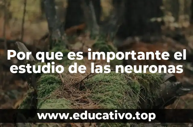 Por que es importante el estudio de las neuronas