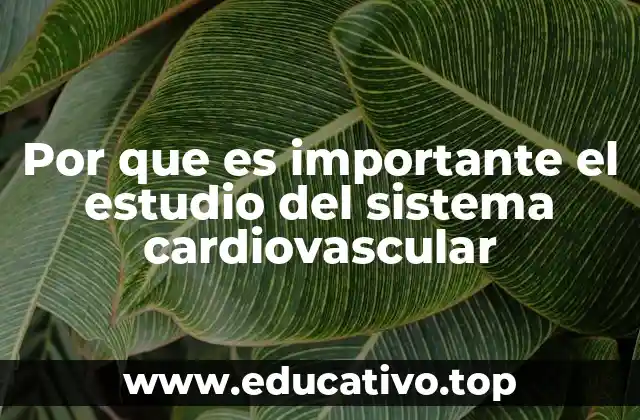 Por que es importante el estudio del sistema cardiovascular