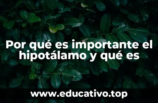 Por qué es importante el hipotálamo y qué es