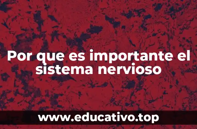 Por que es importante el sistema nervioso