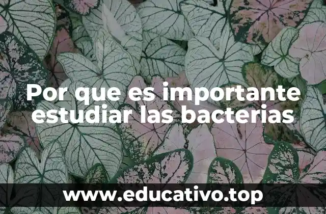 Por que es importante estudiar las bacterias