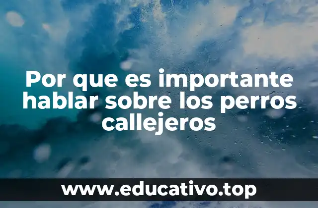 Por que es importante hablar sobre los perros callejeros