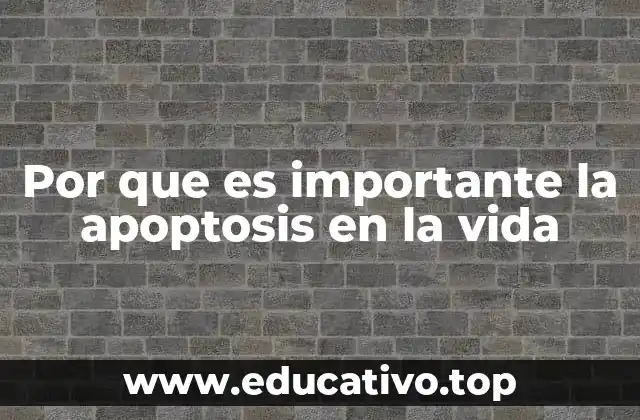 Por que es importante la apoptosis en la vida
