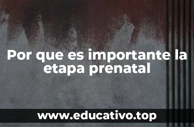 Por que es importante la etapa prenatal