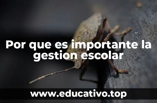 Por que es importante la gestion escolar