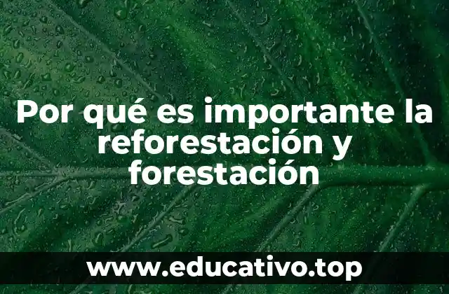 Por qué es importante la reforestación y forestación