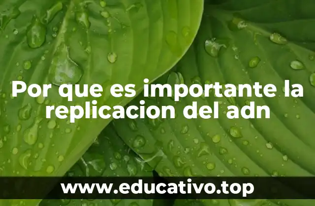 Por que es importante la replicacion del adn