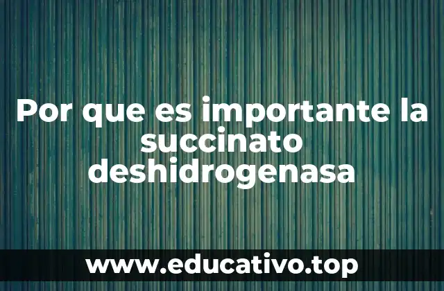 Por que es importante la succinato deshidrogenasa