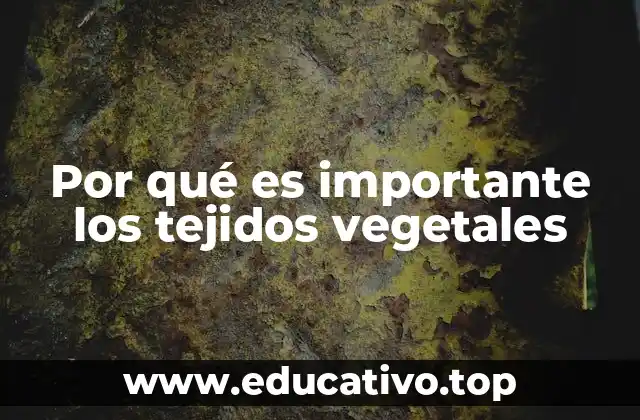 Por qué es importante los tejidos vegetales