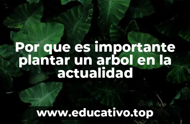 Por que es importante plantar un arbol en la actualidad