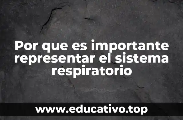 Por que es importante representar el sistema respiratorio