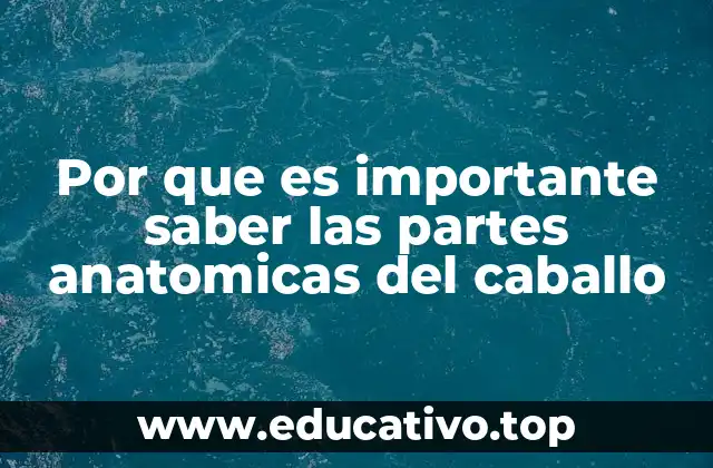 Por que es importante saber las partes anatomicas del caballo