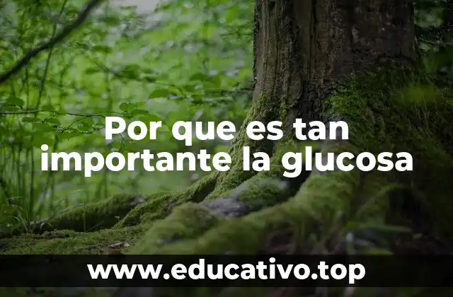 Por que es tan importante la glucosa