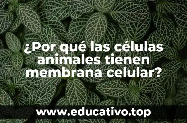 ¿Por qué las células animales tienen membrana celular?