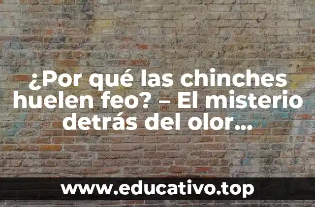 ¿Por qué las chinches huelen feo? – El misterio detrás del olor desagradable