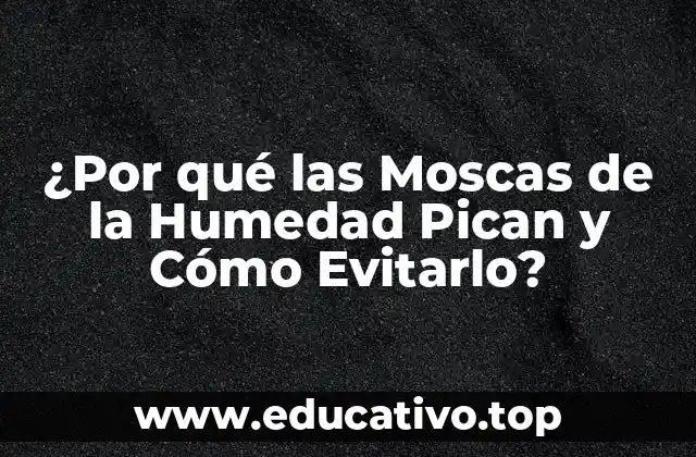 ¿Por qué las Moscas de la Humedad Pican y Cómo Evitarlo?