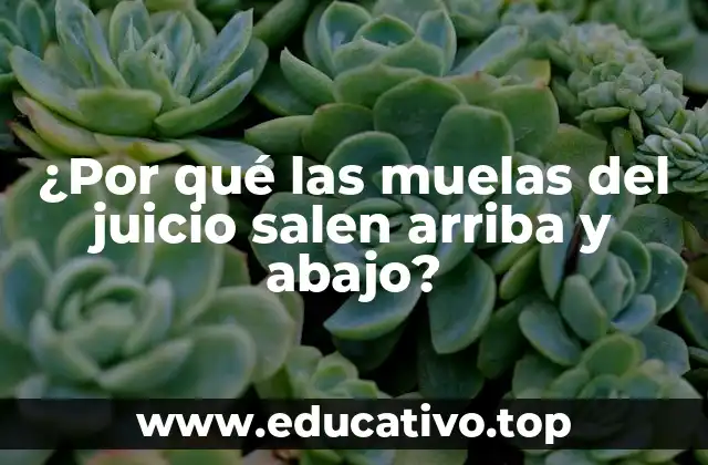 ¿Por qué las muelas del juicio salen arriba y abajo?
