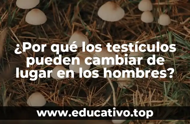 ¿Por qué los testículos pueden cambiar de lugar en los hombres?