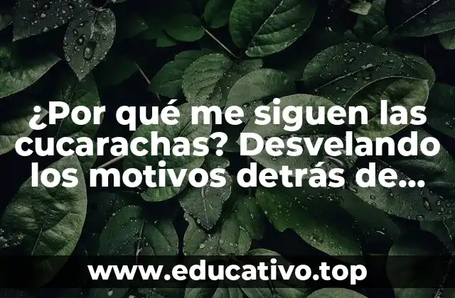 ¿Por qué me siguen las cucarachas? Desvelando los motivos detrás de este fenómeno