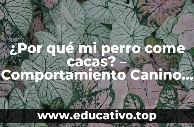 ¿Por qué mi perro come cacas? – Comportamiento Canino Anormal