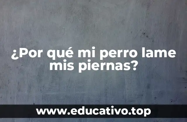 ¿Por qué mi perro lame mis piernas?